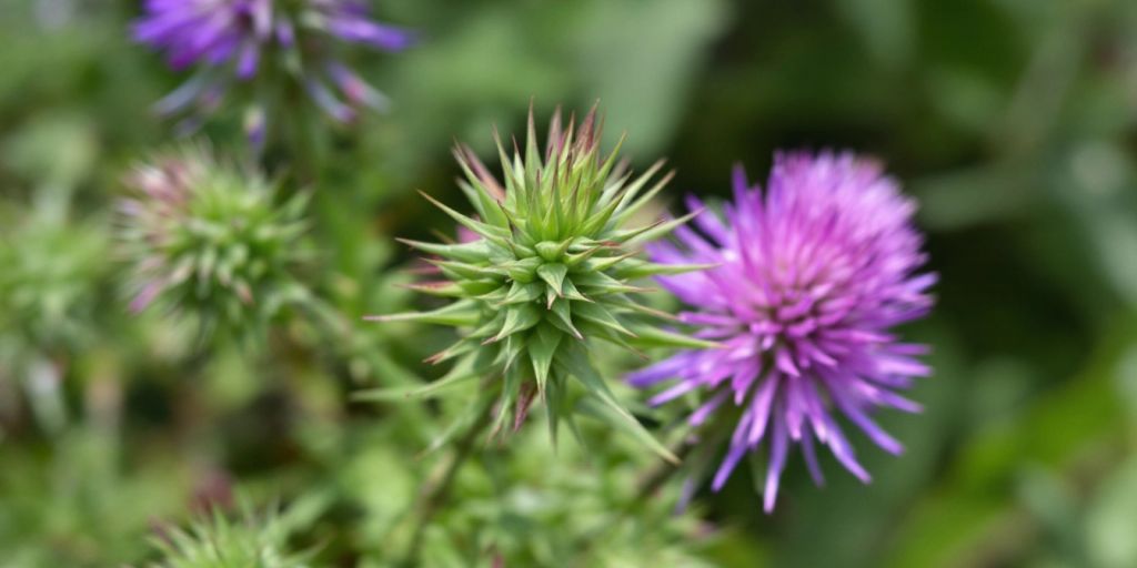 mariatistel-silybum-marianum-shila