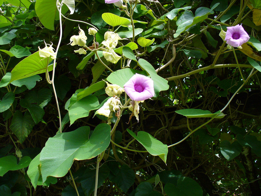 Argyreia Nervosa plante
