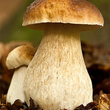 Steinsopp   (Boletus edulis)