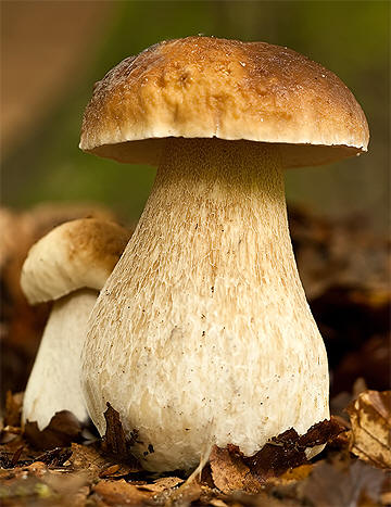 Steinsopp   (Boletus edulis)