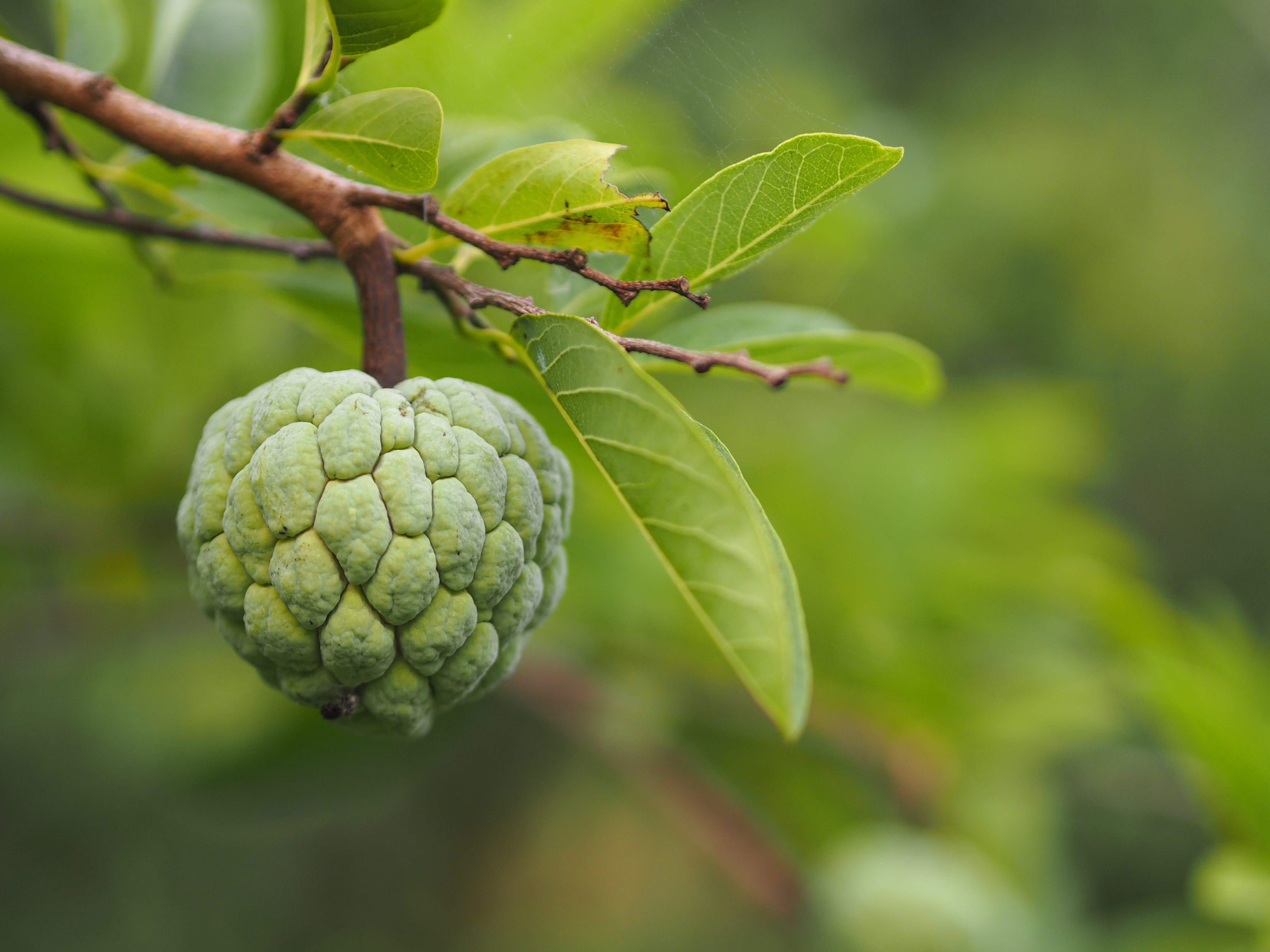 Annona Squamosa