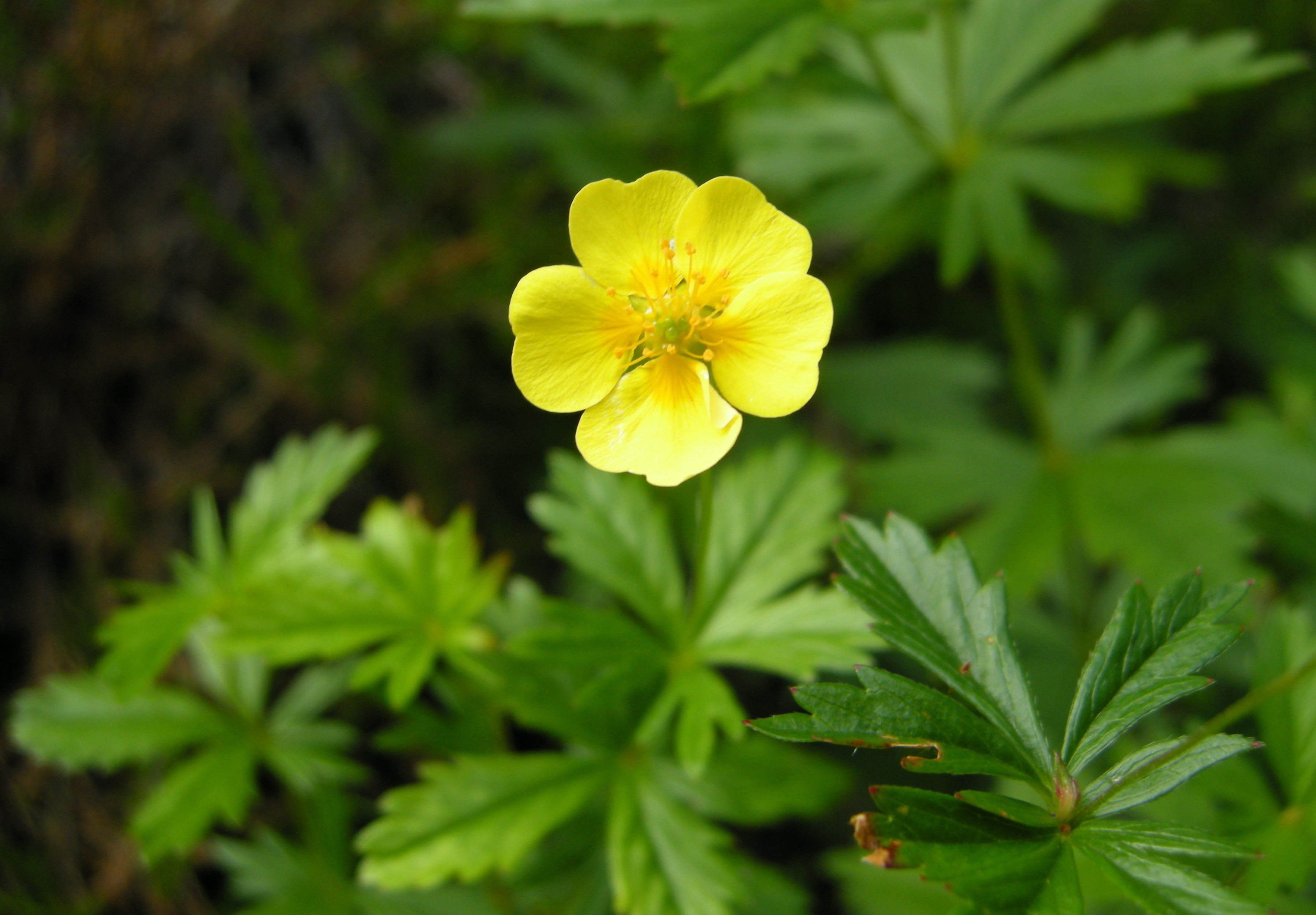 Tepperot   (Potentilla erecta)