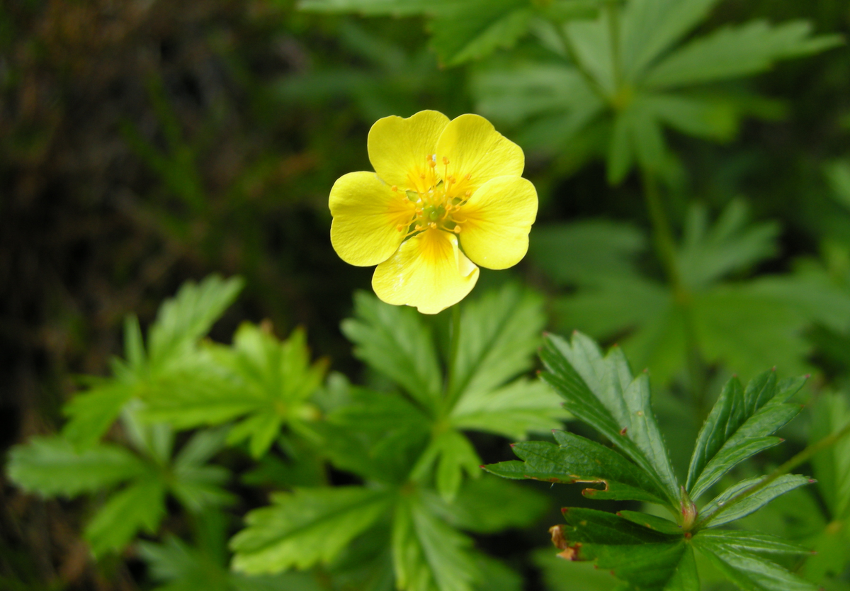 Tepperot   (Potentilla erecta)