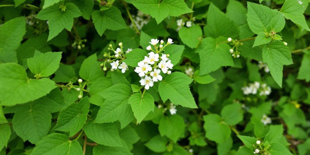 Klengemaure med grønne blader og hvite blomster.