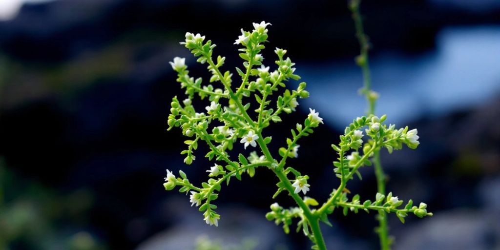 Nærbilde av Strandkjeks med grønt bladverk og blomster.
