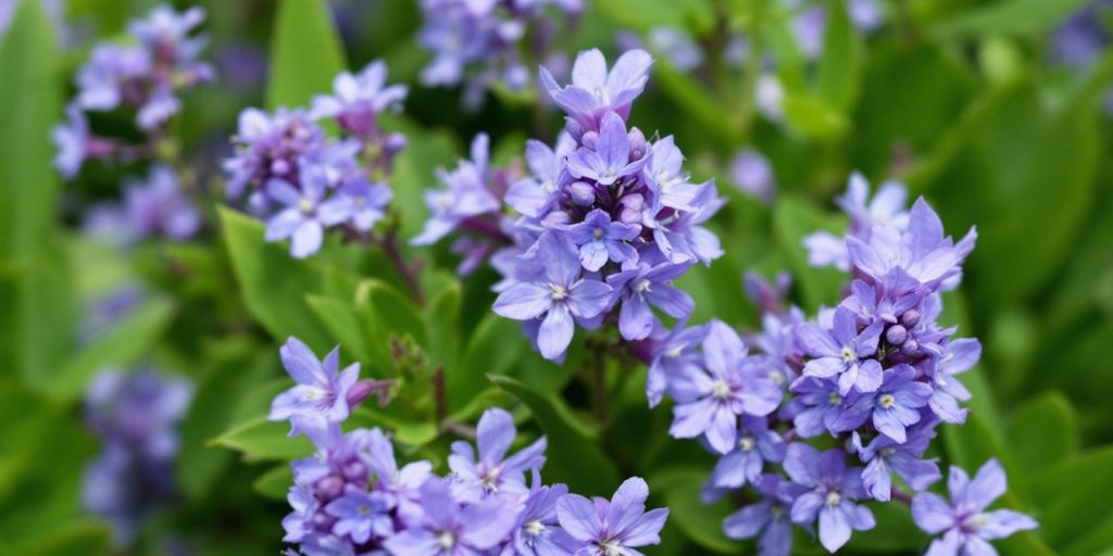Vibrante blå-lilla blomster av storblåfjær.