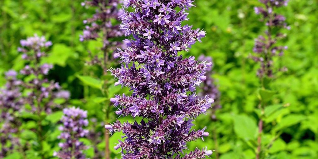 Høy, buskete plante med lilla blomster.