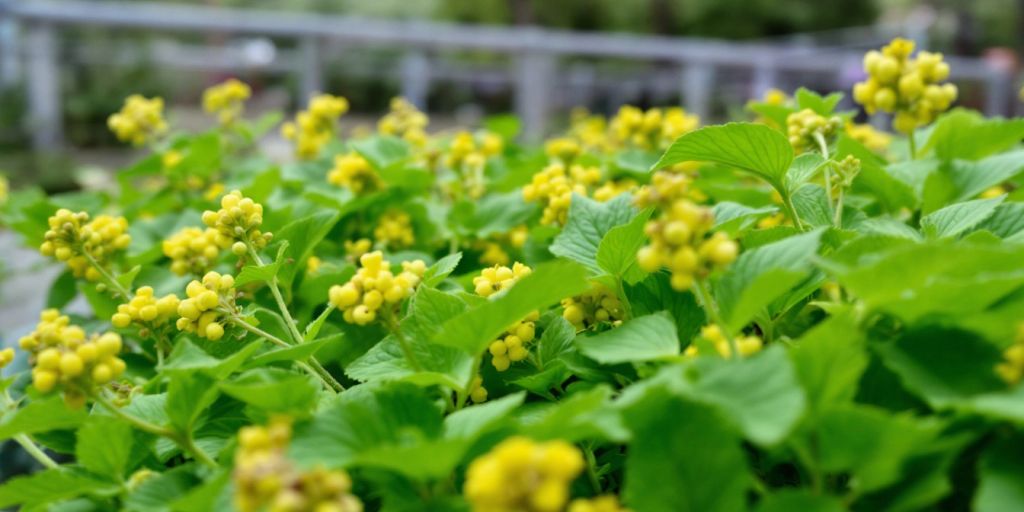 Nærbilde av Løpstikke med grønne blader og blomster.
