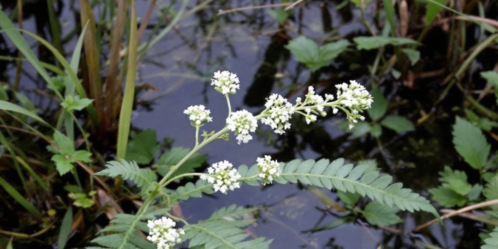 Selsnepe med grønne blader og hvite blomster.