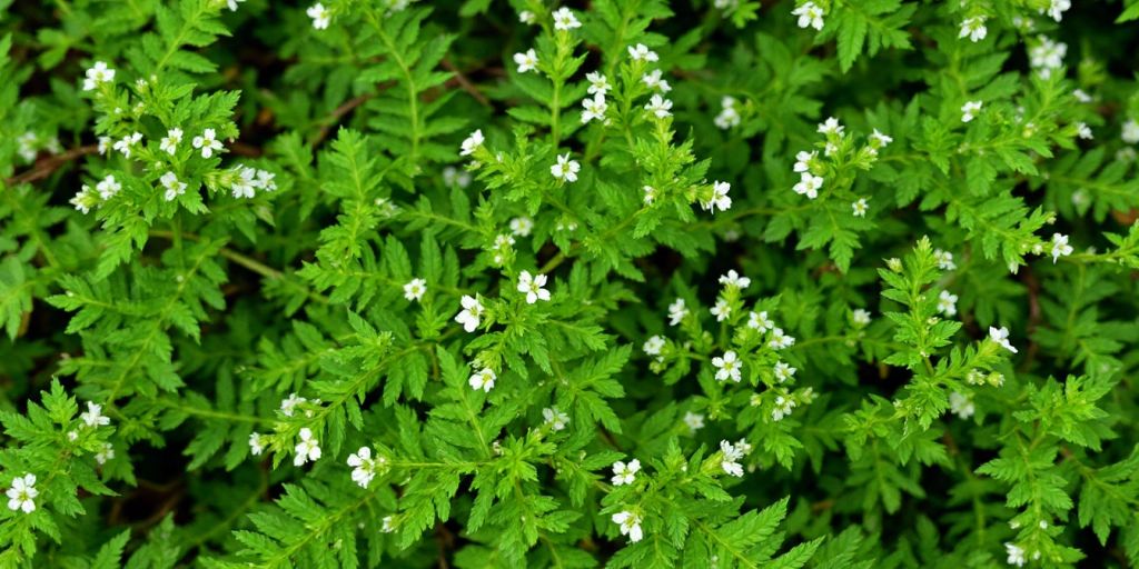 Nærbilde av Hundepersille med hvite blomster.