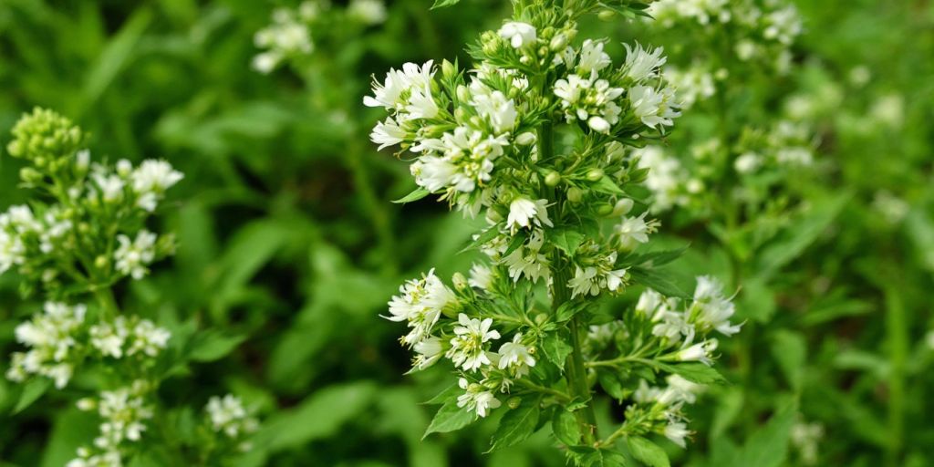 Giftkjeks med hvite blomster og grønne blader.
