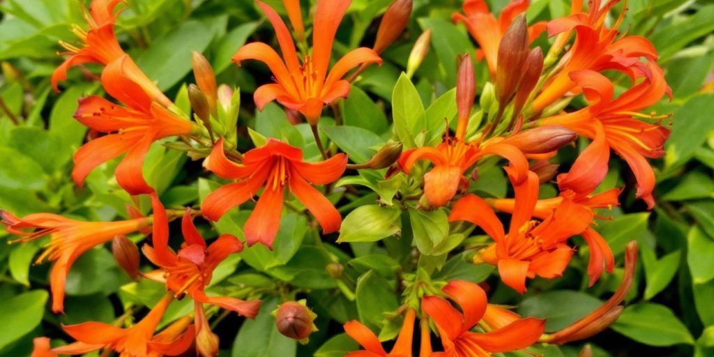 Sutherlandia frutescens med røde blomster og grønt bladverk.