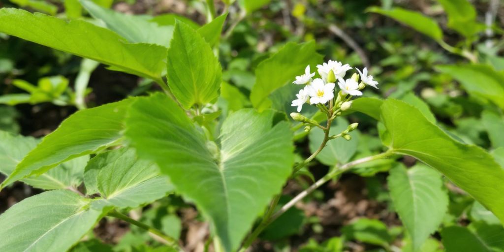 Bred grønne blader med hvite blomster.