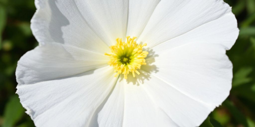 Reinrose blomst med hvite kronblader og gult sentrum.