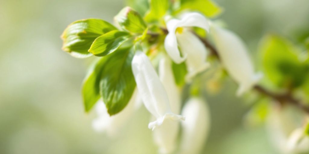 Snauskjoldblom med hvite blomster og grønne blader.
