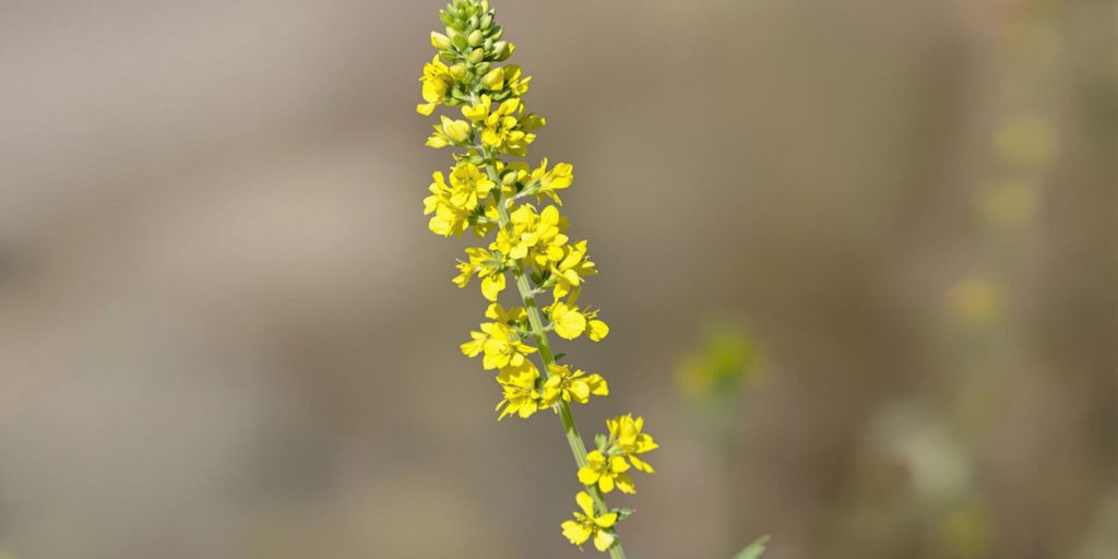 Åkermåne med gule blomster i naturen.