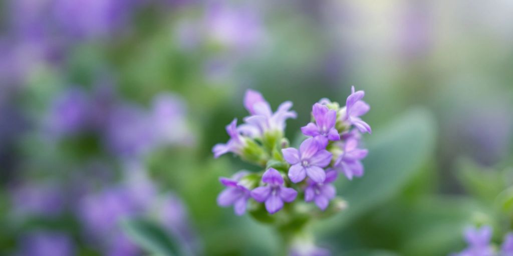 Lilla blomster av Legeveronika med grønne blader.
