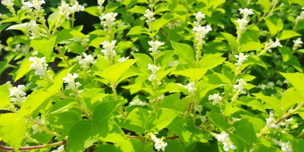 Meldestokk med grønne blader og hvite blomster.