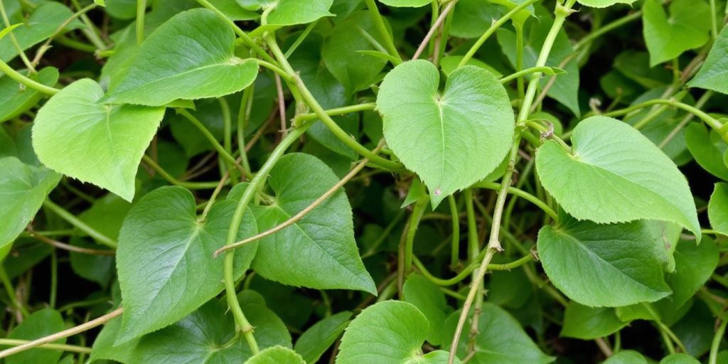 Sarsaparilla-plante med grønne blader og tynne vinstokker.