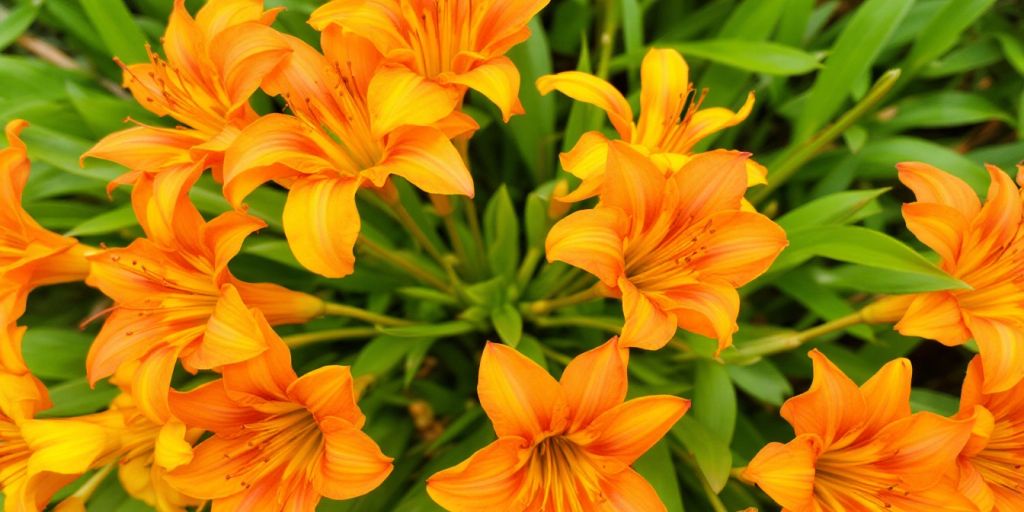 Nærbilde av Silkeurt med oransje blomster.