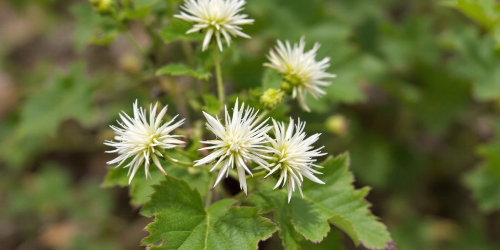 Nærbilde av hvitbladtistel med hvite blomster.