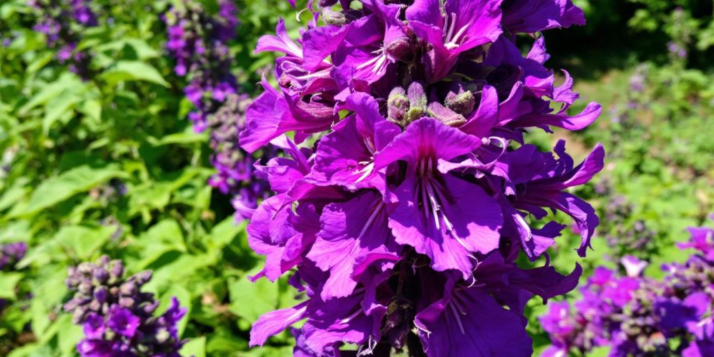 Muskatsalvie med lilla blomster og grønt bladverk.