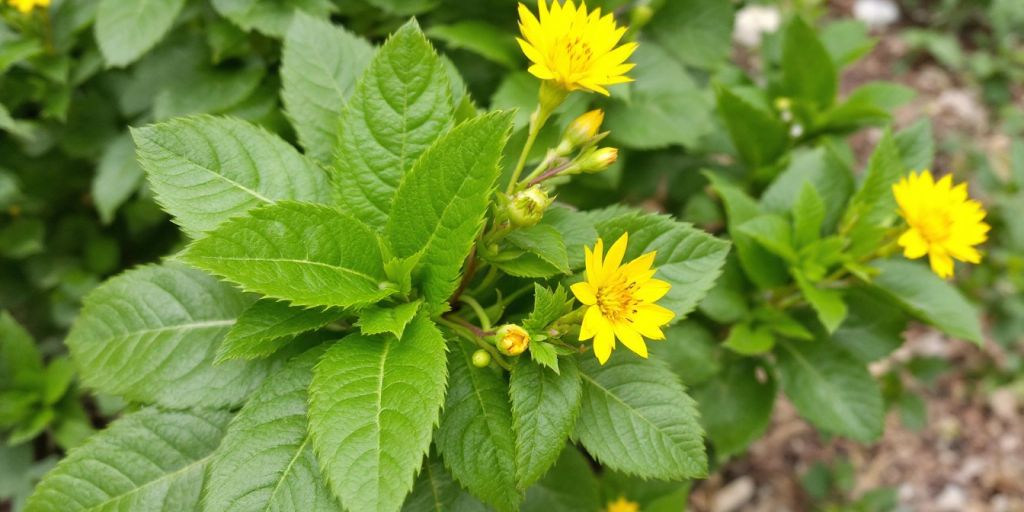 Kondurango-plante med grønne blader og gule blomster.