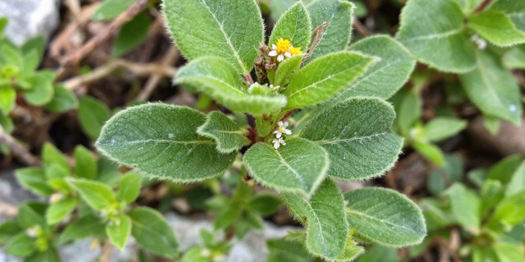 Fjellsyre med grønne blader og små blomster.