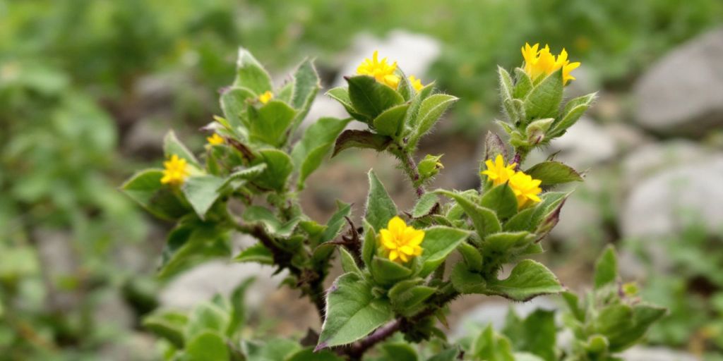 Tiggernøtt-plante med gule blomster og grønne blader.