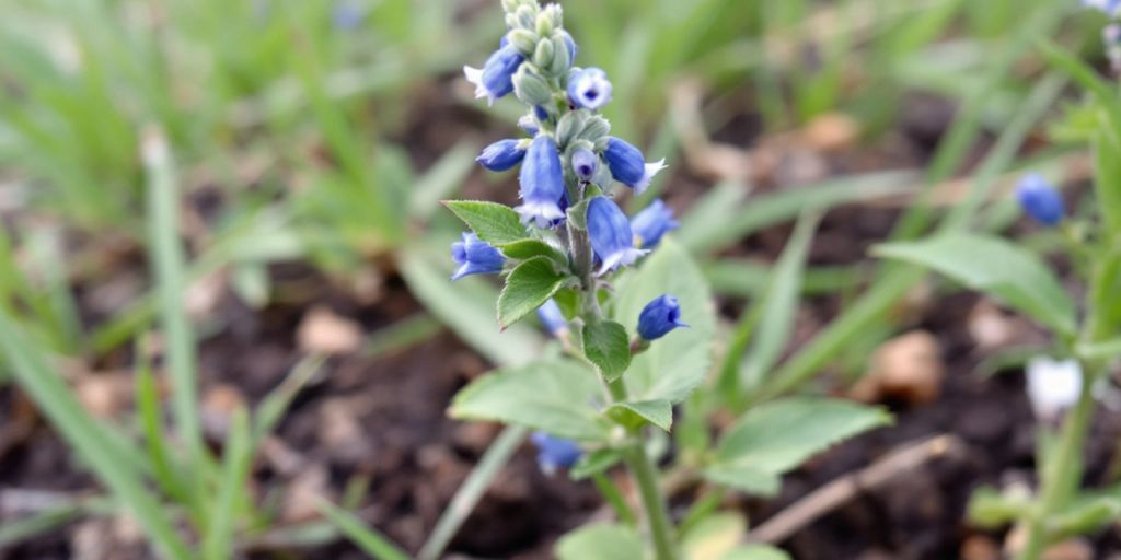 Nærbilde av Hundetunge med blå blomster.