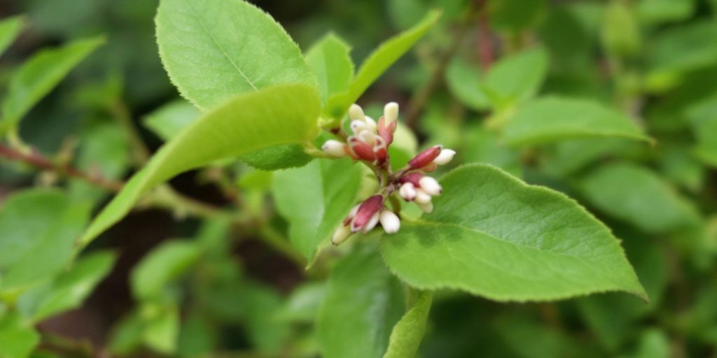 Leddved med grønne blader og små blomster.
