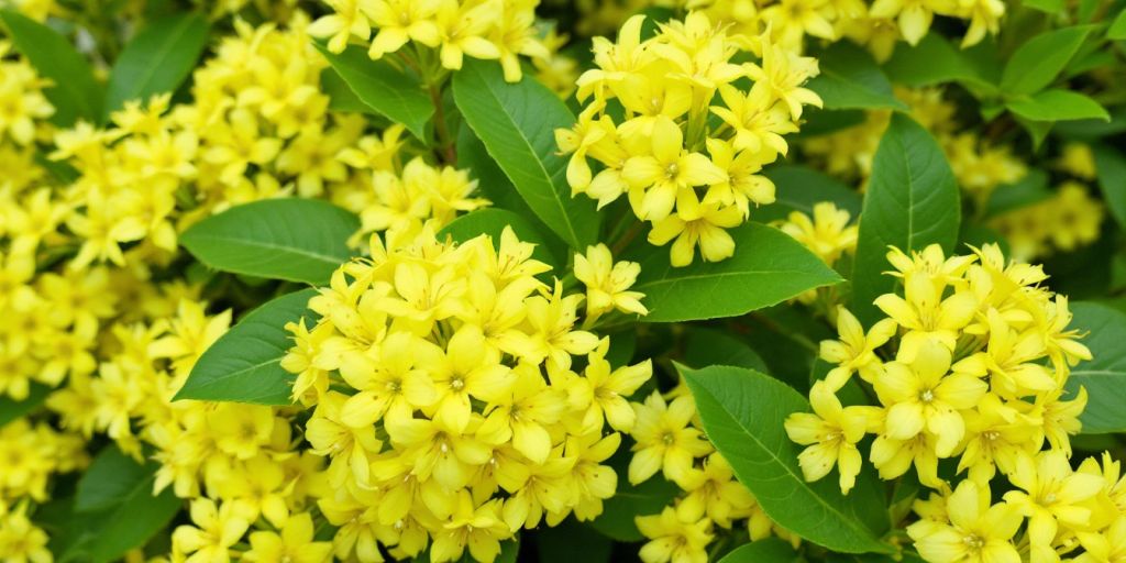 Gul sjasmin blomster med grønne blader.