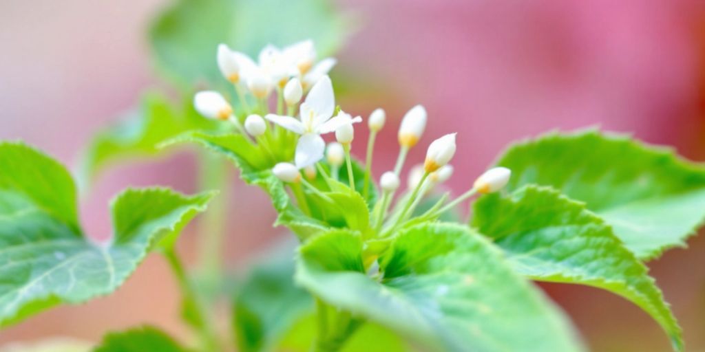 Nærbilde av Javate med grønne blader og hvite blomster.