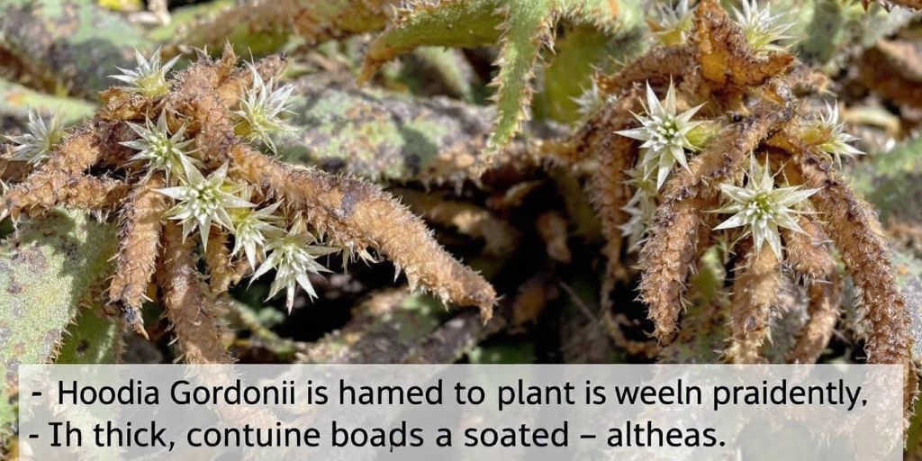 Hoodia gordonii plante med blomster.