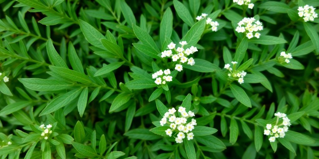 Virginiaklourt med grønne blader og hvite blomster.