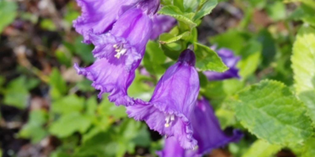 Galneurt plante med lilla blomster og grønne blader.