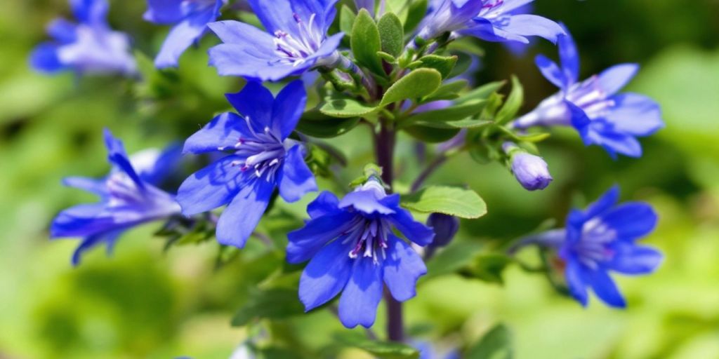 Legelobelia med blå blomster og grønne blader.