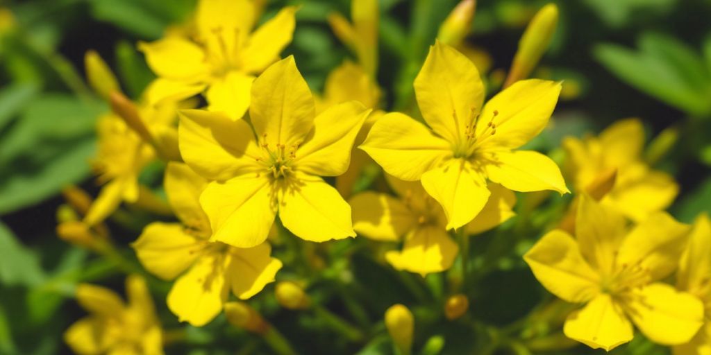 Gul johannesurt blomst med grønt bladverk.