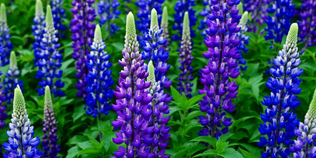Fargerike lupinblomster i full blomst.