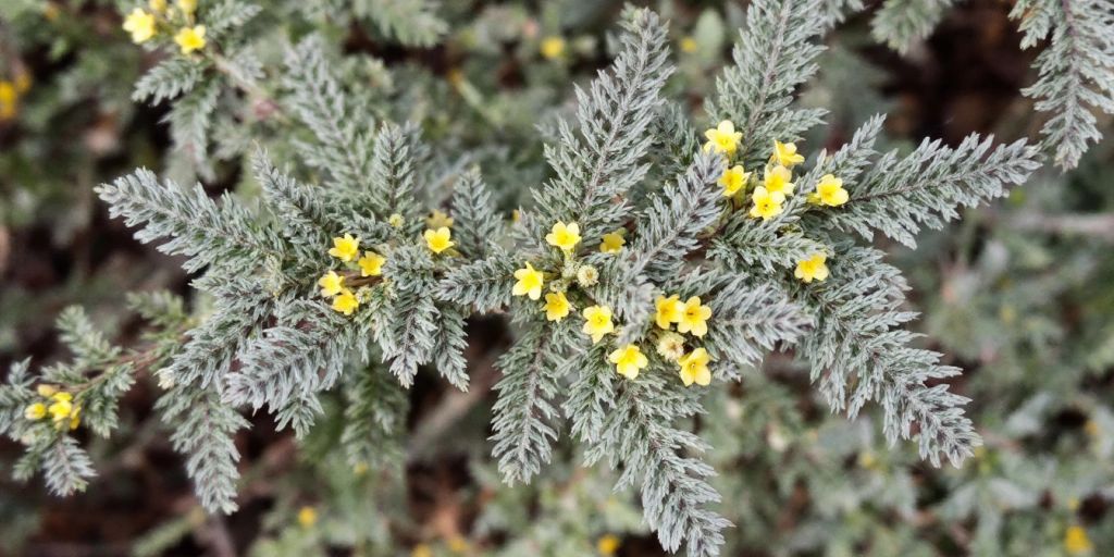 Nærbilde av Ormefrømalurt med gule blomster.
