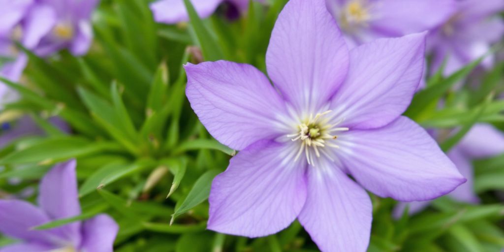 Nærbilde av Kinakubjelle med lilla blomster.