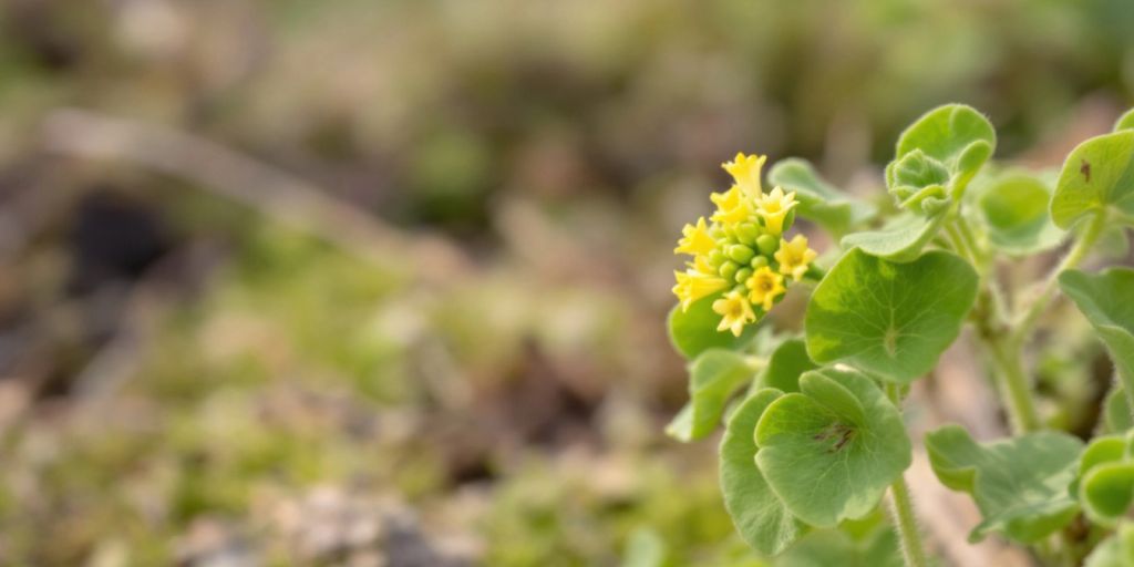 Fjellmarikåpe med grønne blader og gule blomster.