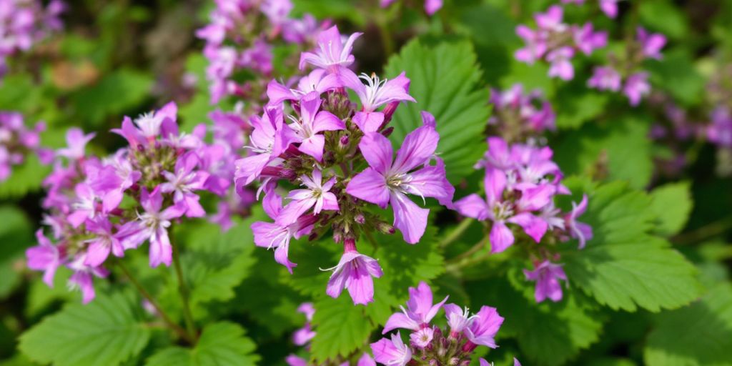 Erodium cicutarium med rosa-lilla blomster.