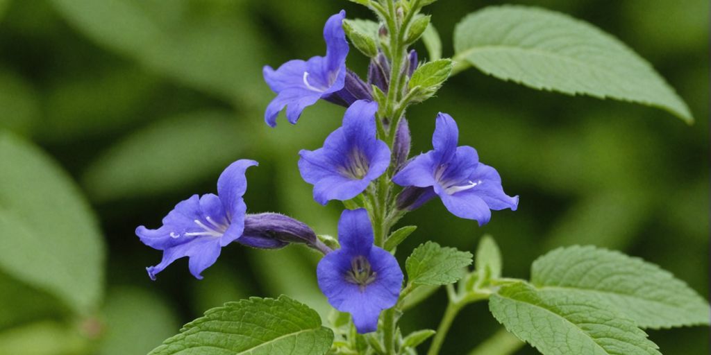 Nærbilde av blå Scutellaria lateriflora blomst
