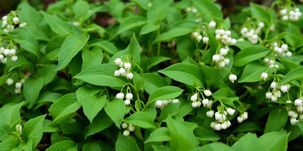 Kantkonvall med grønne blader og hvite blomster.