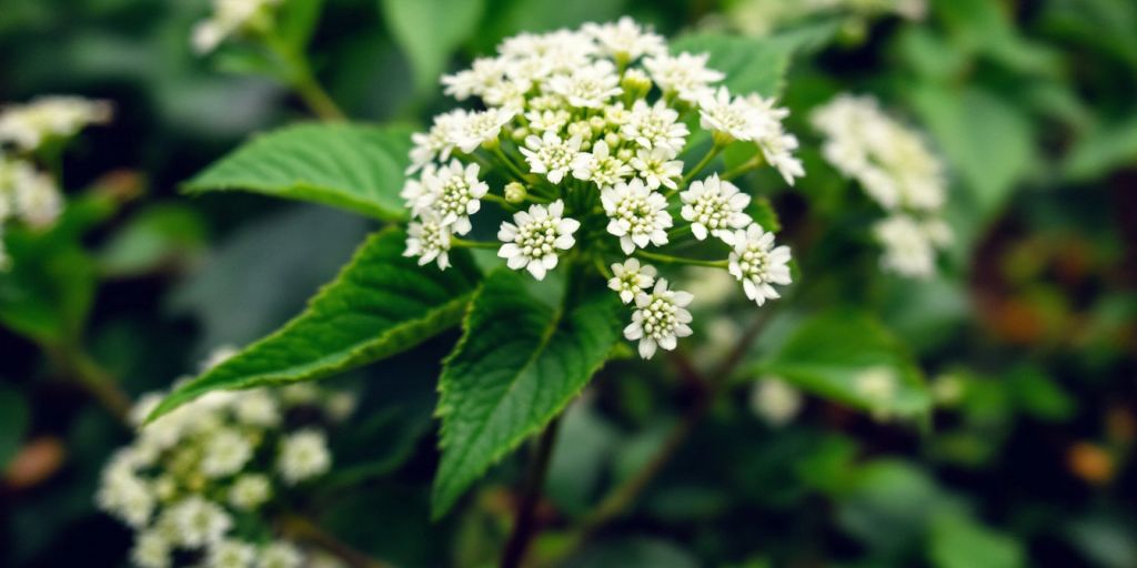 Matremplante med hvite blomster og grønne blader.