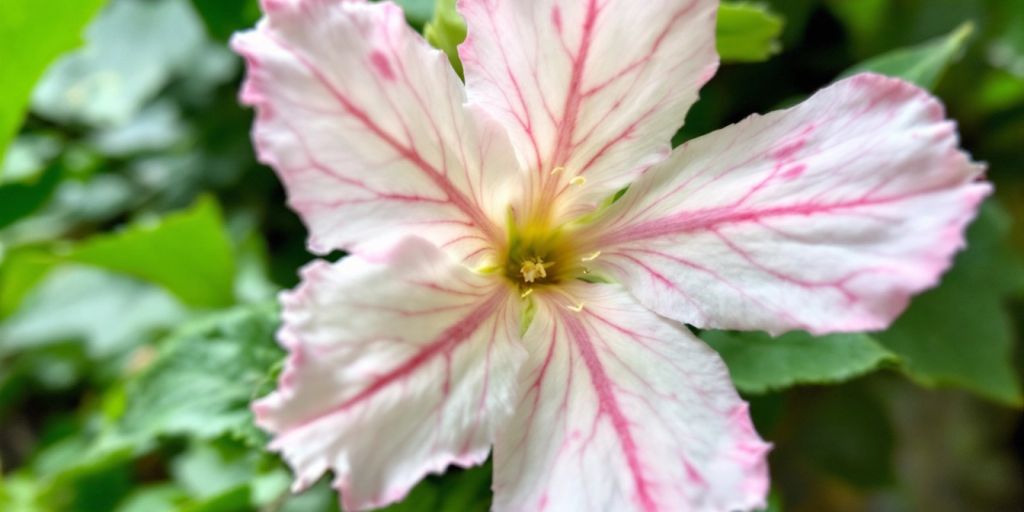 Nærbilde av moskuskattostblomst med rosa kronblader.