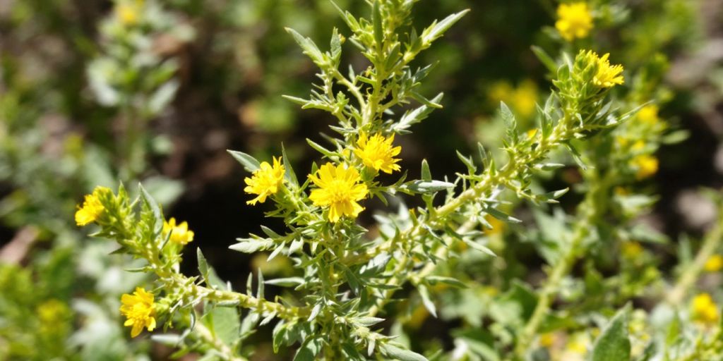 Karriplante med gule blomster og sølvgrønne blader.