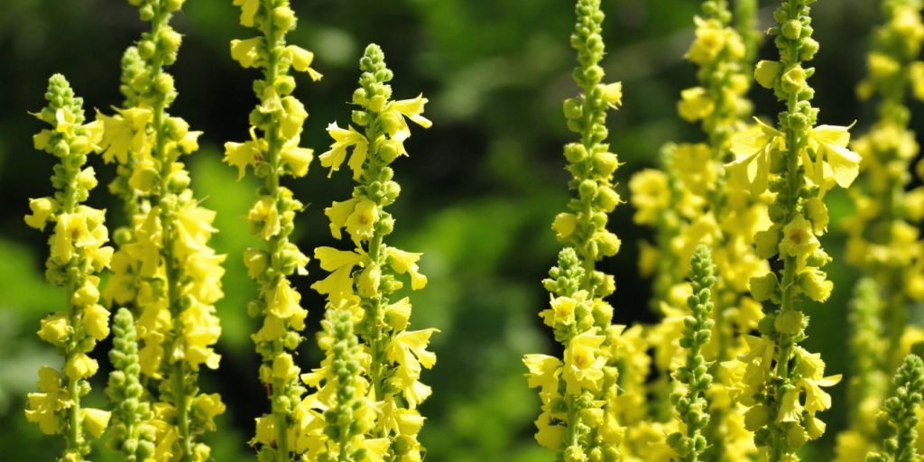 Nærbilde av Filtkongslys med gule blomster.