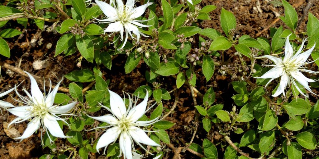 Nardus med grønne blader og hvite blomster.